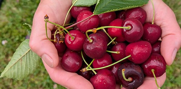 Confiture artisanale Extra de Cerises du jardin – Image 2